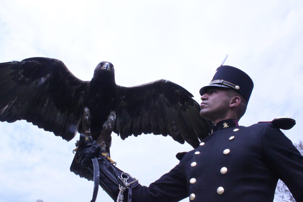 El Águila Real un símbolo de la Historia de México - Observador Edoméx