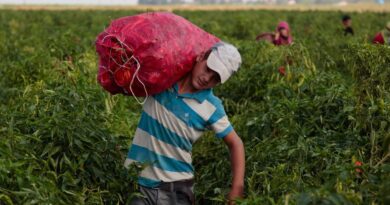 © UNICEF/Kamuran Feyizoglu Un niño turco trabajando en el campo. El 70% del trabajo infantil ocurre en la agricultura.